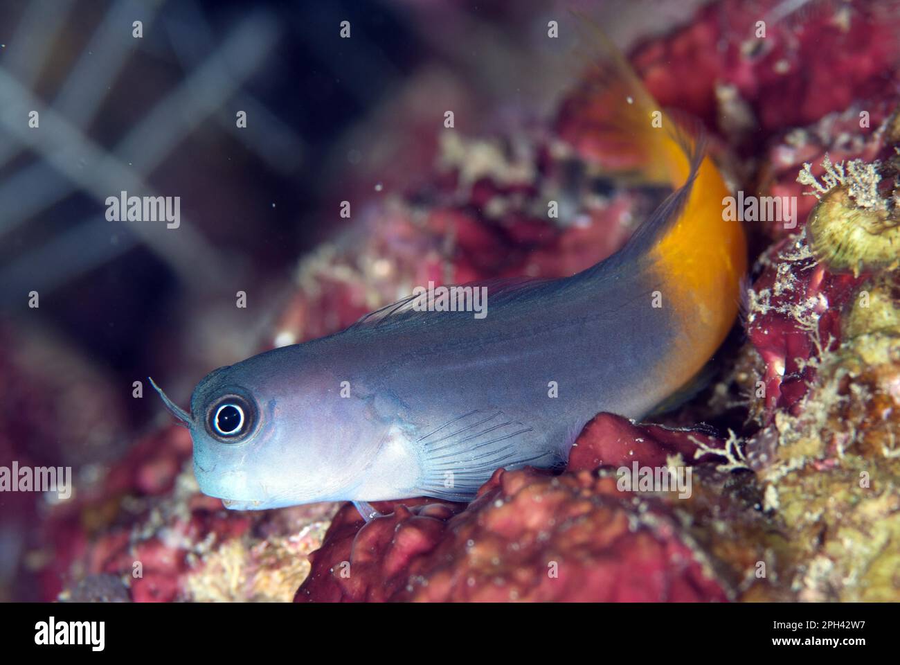 Bicolor blenny (Ecsenius bicolor), Other animals, Fish, Animals, Blennies, Bicolour Blenny adult, resting on coral, Fiabace (Four Kings), Raja Ampat Stock Photo
