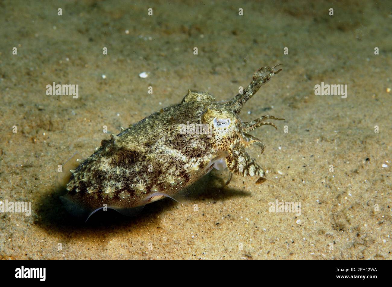 Common cuttlefish (Sepia officinalis), Common squid, Other animals, Cephalopods, Animals, Molluscs, Common Cuttlefish juvenile, swimming over sandy Stock Photo