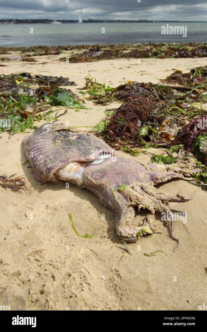 Common cuttlefish (Sepia officinalis), Common squid, Other animals, Cephalopods, Animals, Molluscs, Common Cuttlefish dead adult, washing up on beach Stock Photo