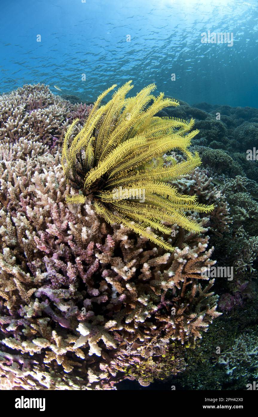 feather-star-crinoidea-spec-on-staghorn-coral-acropora-spec-in