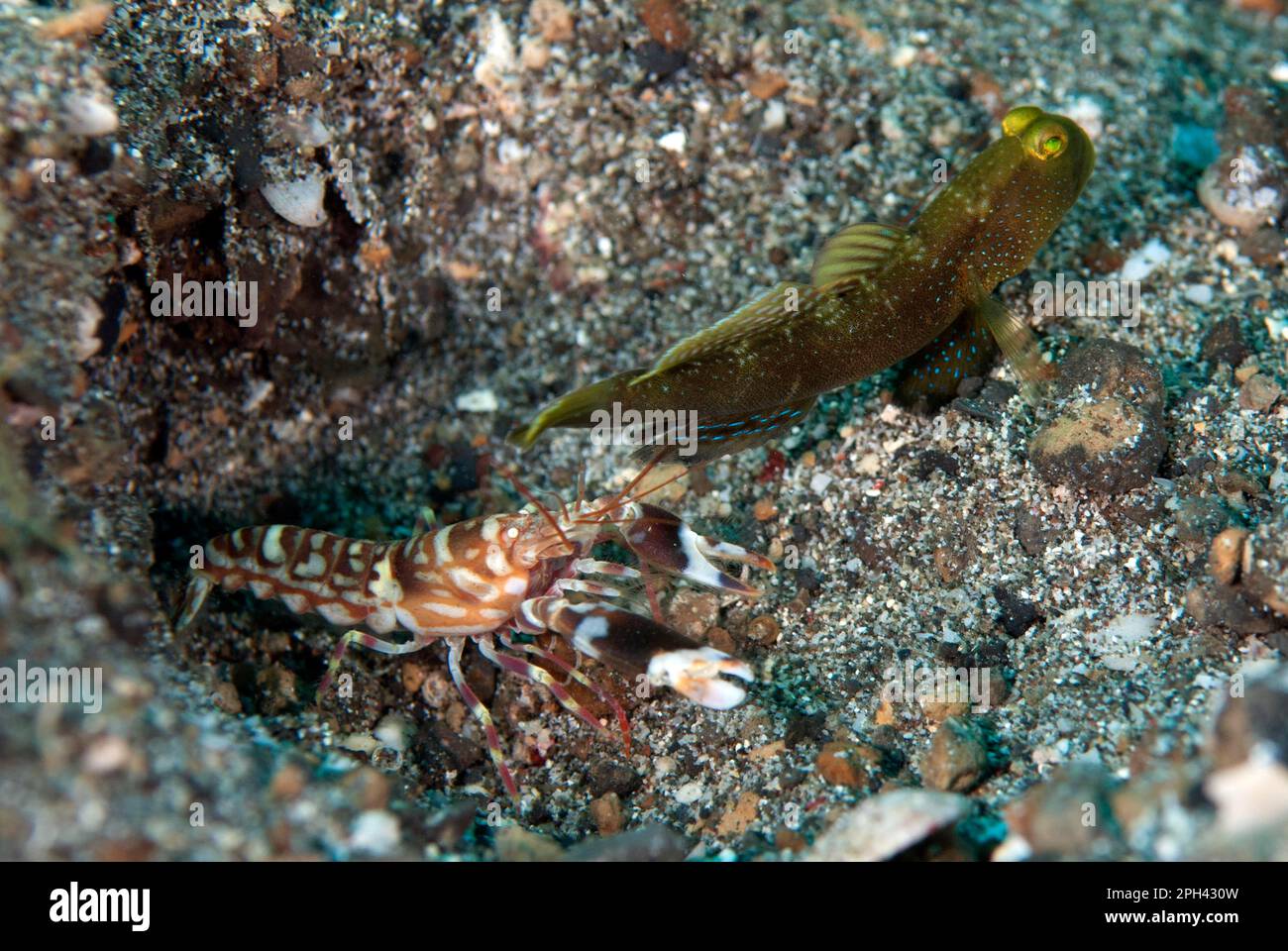 Variable shrimp gobie (Cryptocentrus fasciatus) adult, with snapping shrimp (Alpheus spec.) at the entrance of the burrow in the sand, Lembeh Strait Stock Photo