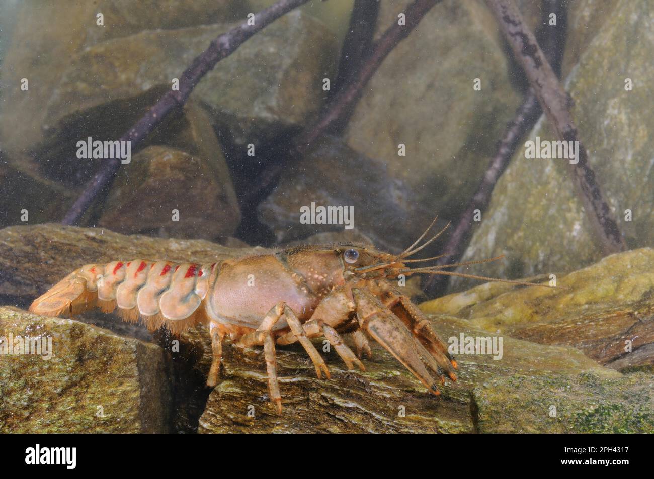 American River Crayfish (Orconectes limosus) introduced species, adult male, resting on rocks, Italy Stock Photo