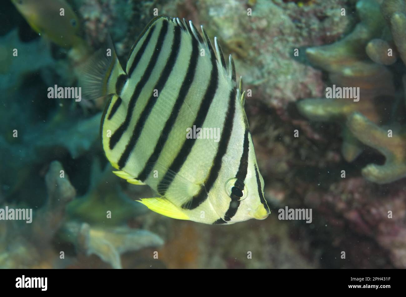 Eight-banded Butterflyfish (Chaetodon octofasciatus), eightband butterflyfish, Other animals, Fish, Perch-like, Animals, Butterflyfish, Eight-banded Stock Photo