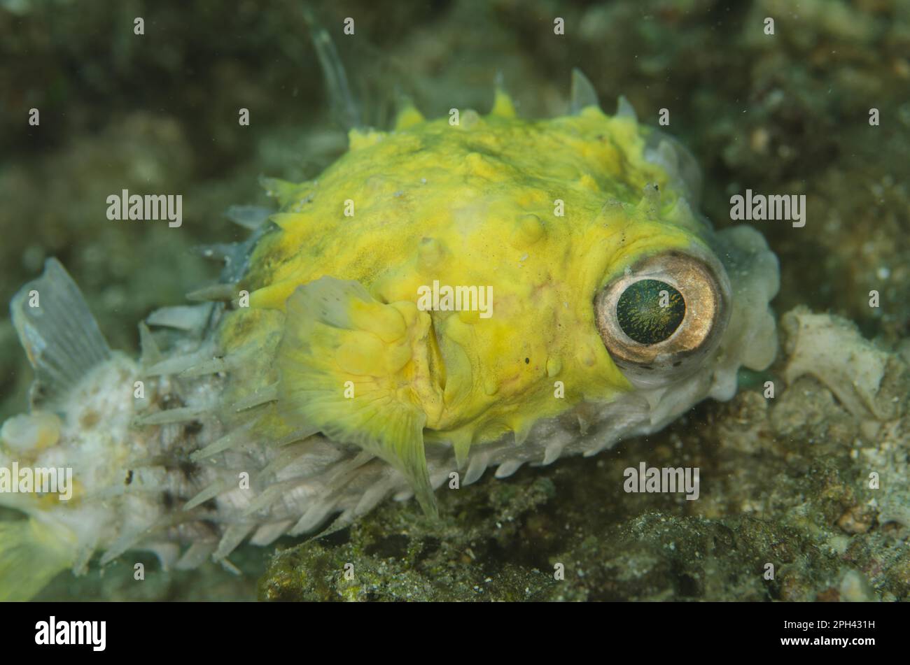 Orbicular Burrfish (Cyclichthys orbicularis) adult, with yellow skin disease, Kareko Point, Lembeh Straits, Sulawesi, Greater Sunda Islands, Indonesia Stock Photo