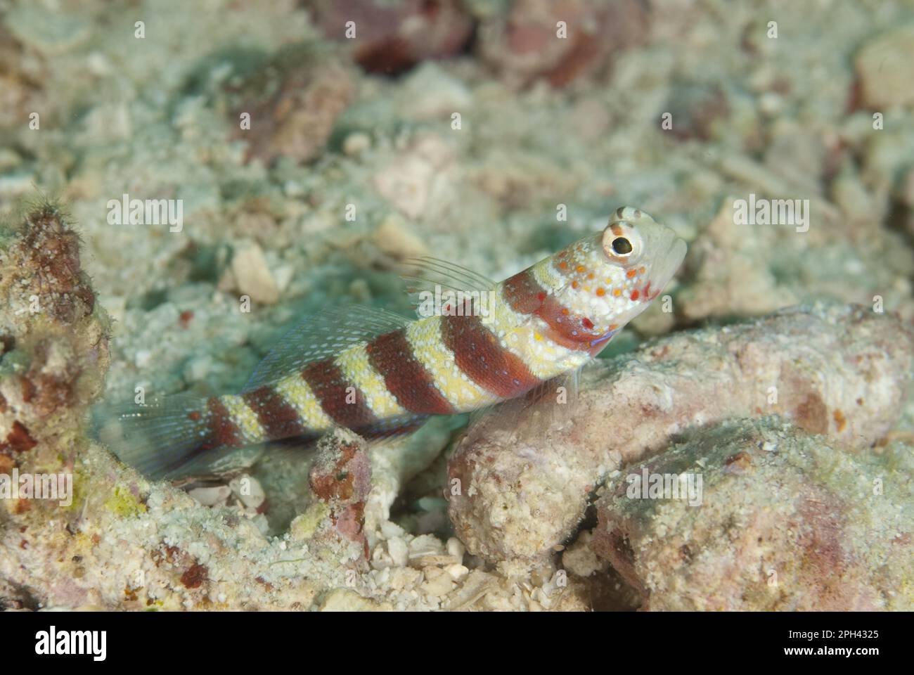 Gorgeous prawn gobies (Amblyeleotris wheeleri), Other animals, Fishes, Animals, Gobies, Gorgeous shrimp goby adult, on reef, Sipadan Island, Sabah Stock Photo