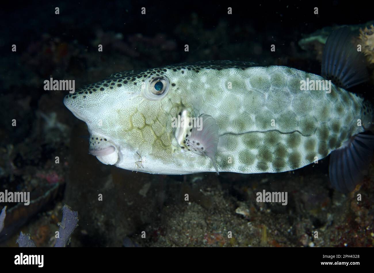 Shortsnout Boxfish (Ostracion rhinorhynchos) adult, swimming, Alor ...
