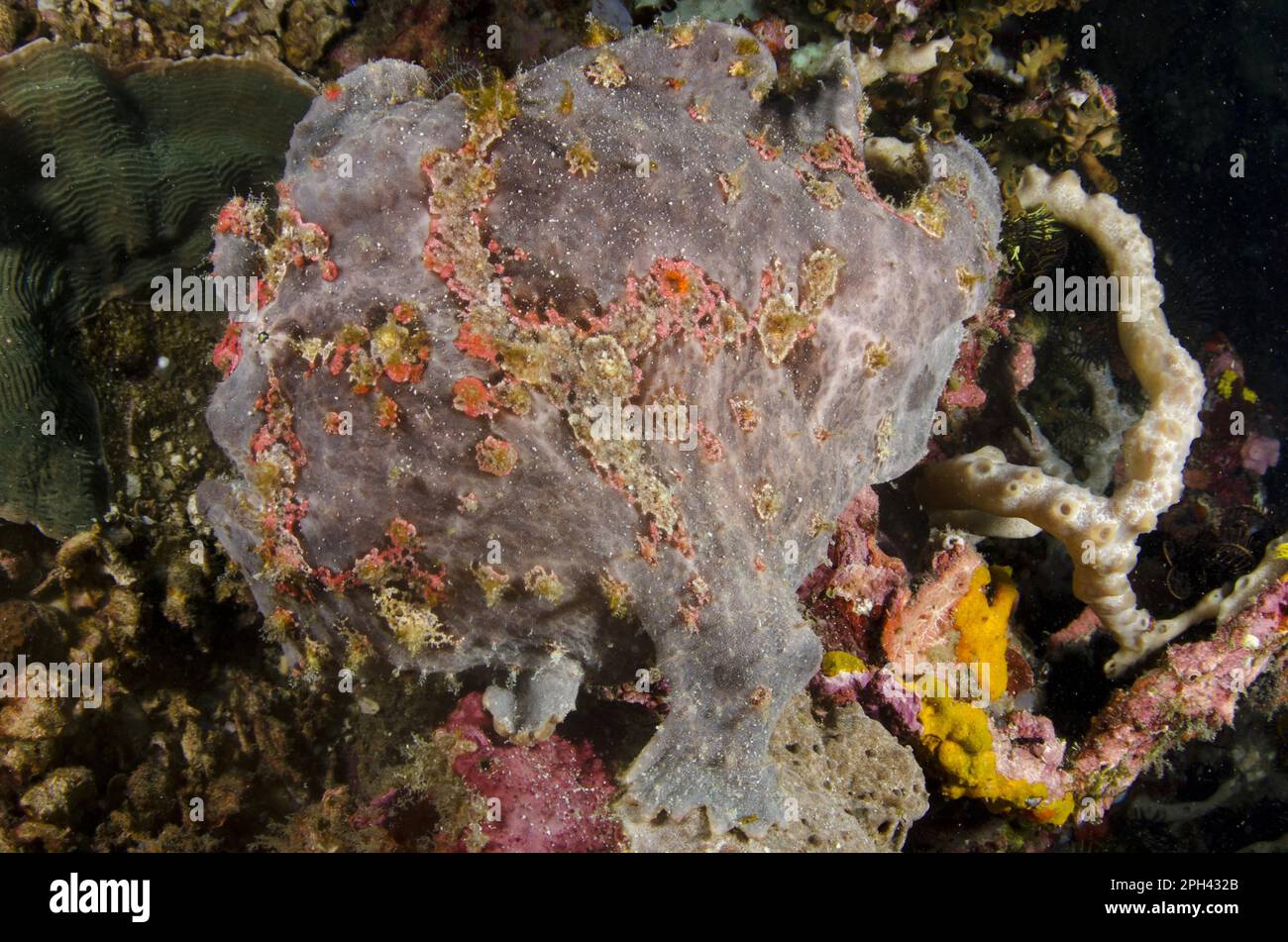 Giant frogfish (Antennarius commersonii) adult, camouflaged on reef, Horseshoe Bay, Nusa Kode, Rinca Island, Komodo N. P. Lesser Sunda Islands Stock Photo