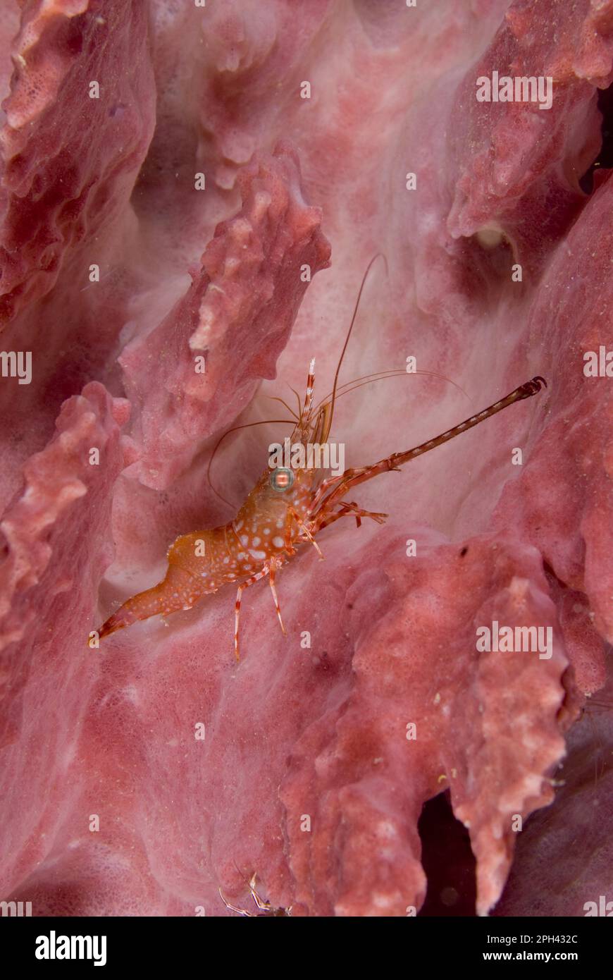 Sulawesi, Longnose shrimp, Longnose shrimp, Other animals, Crabs, Crustaceans, Animals, Henderson's Hinge-beak Shrimp (Cinetorhynchus hendersoni) Stock Photo
