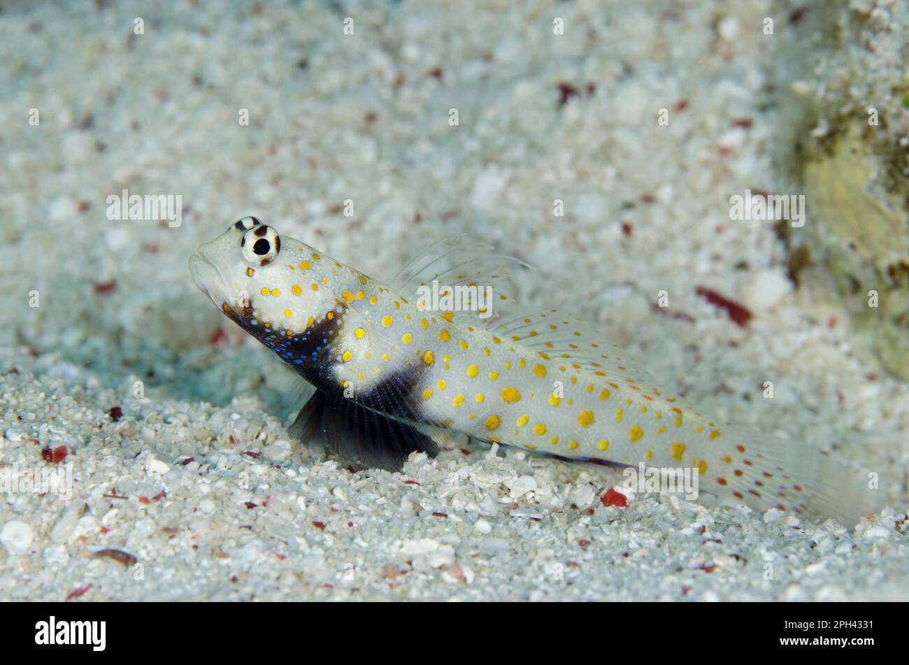 Partner goby, spotted prawn goby (Amblyeleotris guttata), Other animals, Fish, Animals, Gobies, Spotted shrimp goby adult, resting on sand at burrow Stock Photo