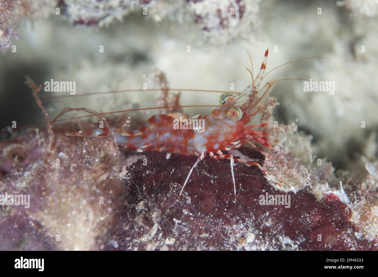 Reticulated dancing shrimp, Reticulated dancing shrimp, Shrimp, Shrimp, Other animals, Crustaceans, Animals, Reticulated Hinge-beak Shrimp Stock Photo