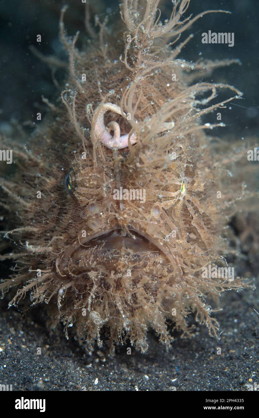 Striated frogfish (Antennarius striatus), Striped Frogfish, Other animals, Fish, Frogfish, Animals, Striped Frogfish adult, resting on black sand Stock Photo