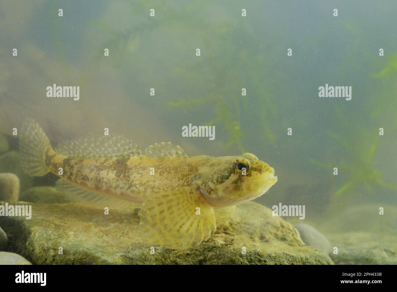 Cottus metae hi-res stock photography and images - Alamy