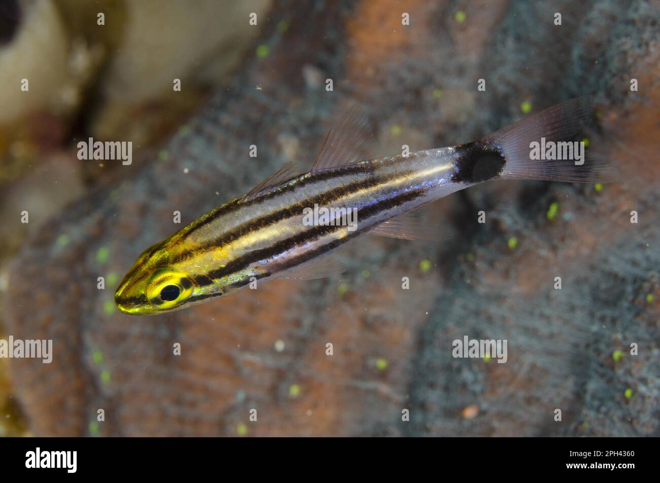 Large-toothed Cardinalfish (Cheilodipterus macrodon) juvenile, swimming, Horseshoe Bay, Nusa Kode, Rinca Island, Komodo N. P. Lesser Sunda Islands Stock Photo