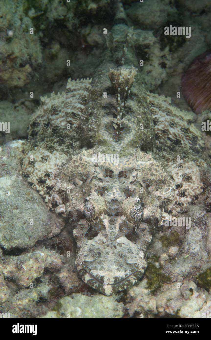 Brown-headed Flathead, de beaufort's flathead (Cymbacephalus beauforti), Brown-headed Flathead, Brown-cheeked Flathead, Other Animals, Fish, Animals Stock Photo