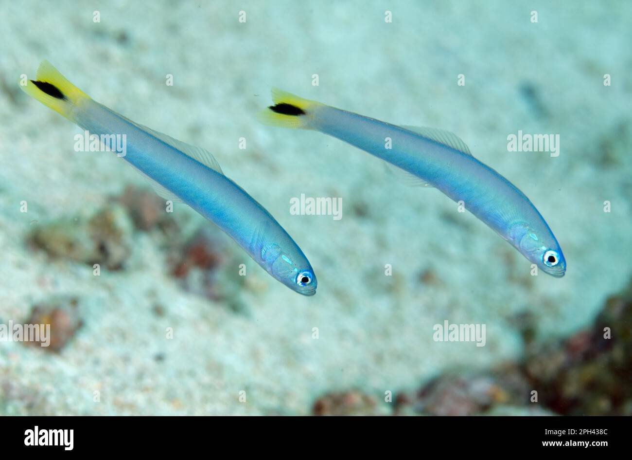 Spot-tail dartfish (Ptereleotris heteroptera), adult pair, swimming together, Tanjung Tutudiruru, Wetar Island, Barat Daya Islands, Lesser Sunda Stock Photo