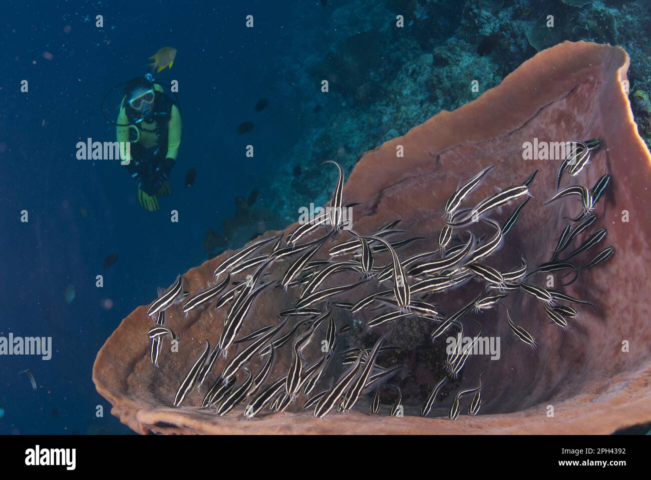 Striped striped eel catfish (Plotosus lineatus) shoal, swimming in barrel sponge (Xestospongia testudinaria), with diver approaching, dive site Stock Photo