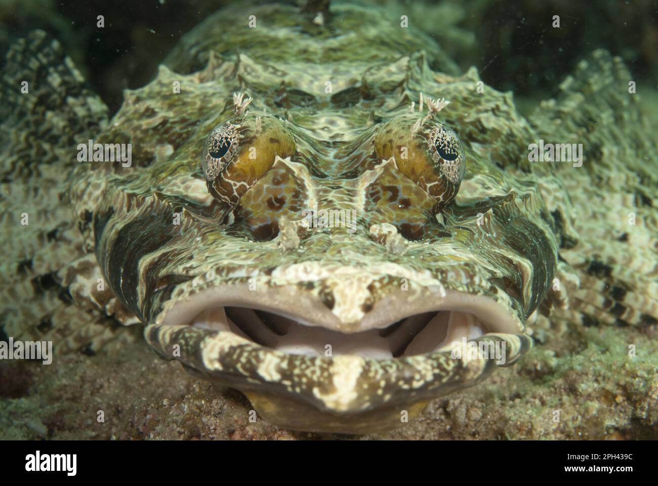 Brownheaded Flathead, de beaufort's flathead (Cymbacephalus beauforti