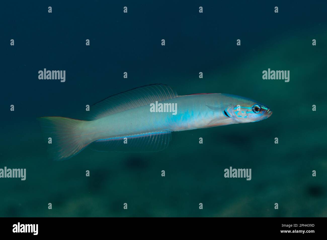 Pearl Dartfish (Ptereleotris microlepis) adult, swimming, Blue Water Muck dive site, Uhak River, Wetar Island, Barat Daya Islands, Lesser Sunda Stock Photo