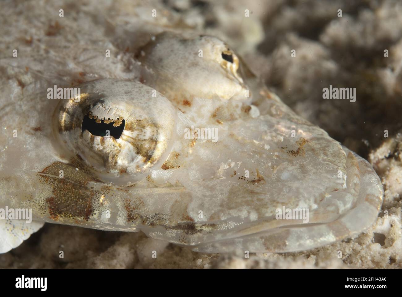 Longsnout flathead (Thysanophrys chiltonae), Longnose Crocodilefish
