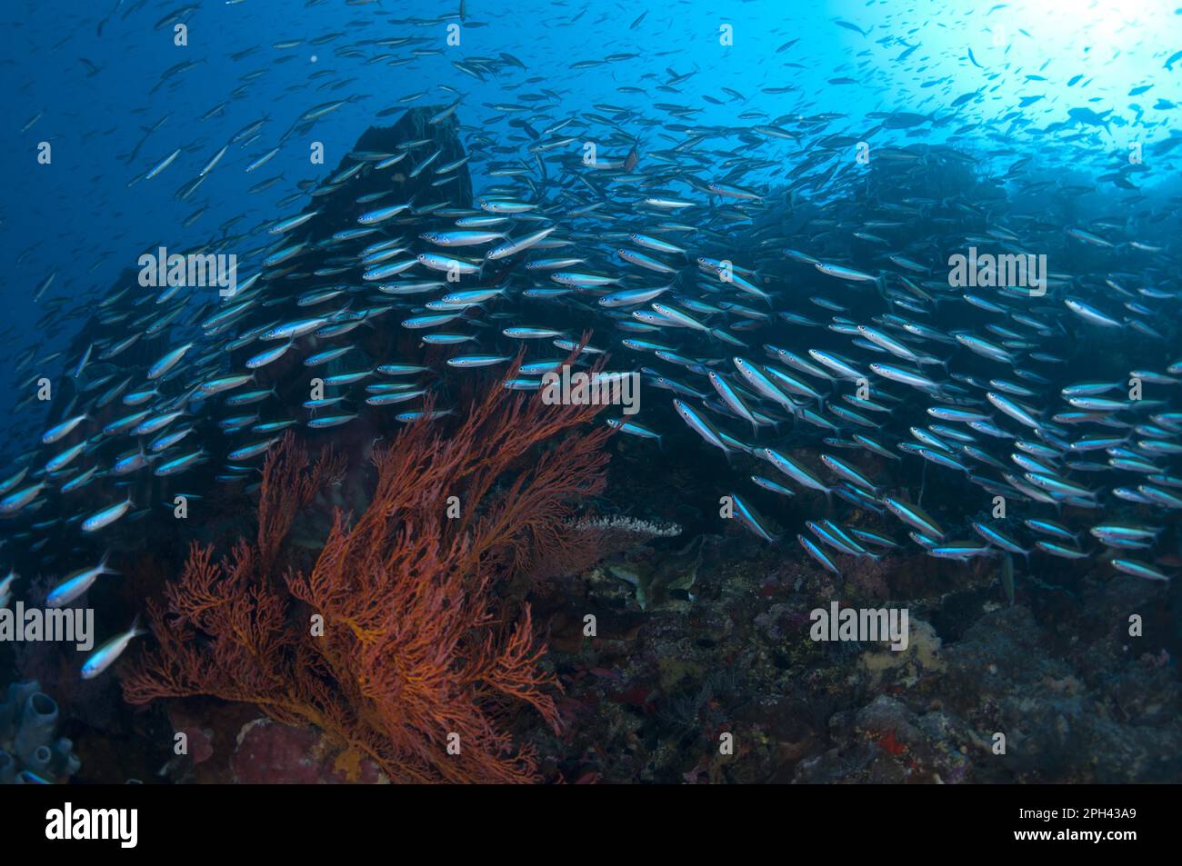 Blue-striped Fusiliers (Pterocaesio tile) adults, shoals swimming in reef habitat, Gunung Api, Lake Banda, Indonesia Stock Photo