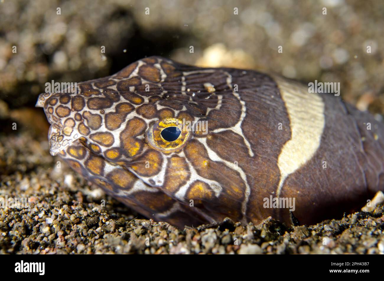 Adult napoleon snake eel (Ophichthus bonaparti), close-up of the head, at the entrance of the burrow in the sand, Horseshoe Bay, Nusa Kode, Rinca Stock Photo