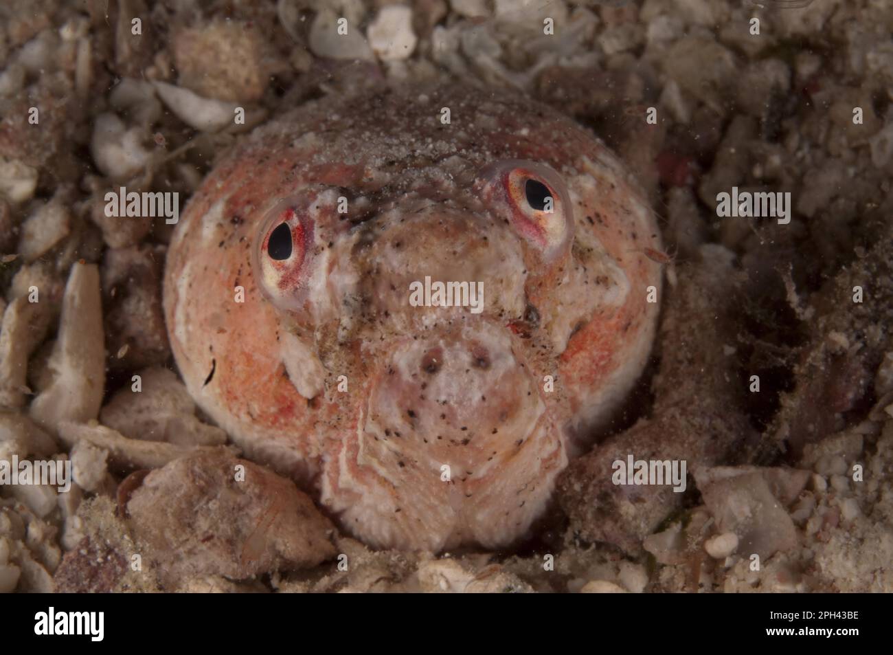 Crocodile Snake eel Brachysomophis crocodilinus Stock Photo - Alamy