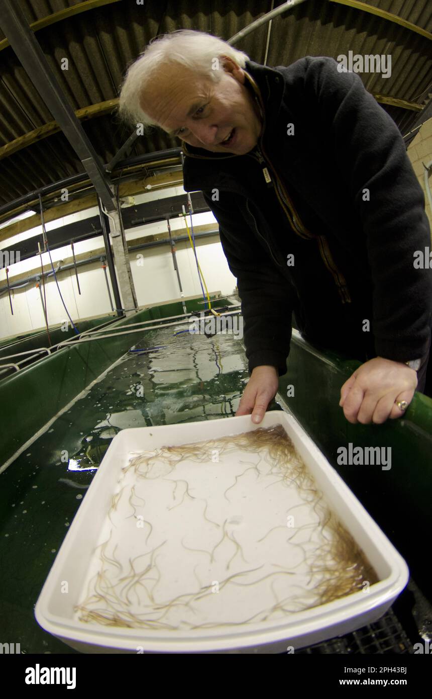 European Eel (Anguilla anguilla) young, 'glass eels' in tray held by Andrew Kerr at captive rearing project headquarters, Sustainable Eel Group Stock Photo
