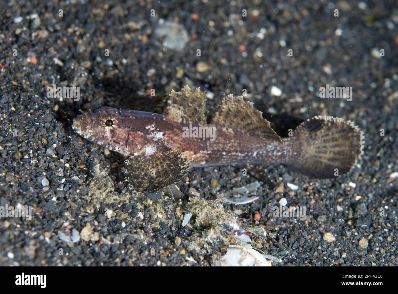 Hasselt's Goby, Hasselt's Goby, Hasselt's Gobies, Other Animals, Fish, Animals, Gobies, Banded Flap-head Goby (Callogobius hasseltii) adult, resting Stock Photo