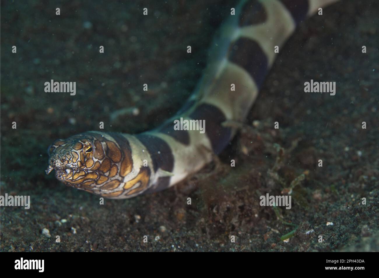 Bonapart snakeeel, Bonapart snakeeel (Ophichthus bonaparti), Eels