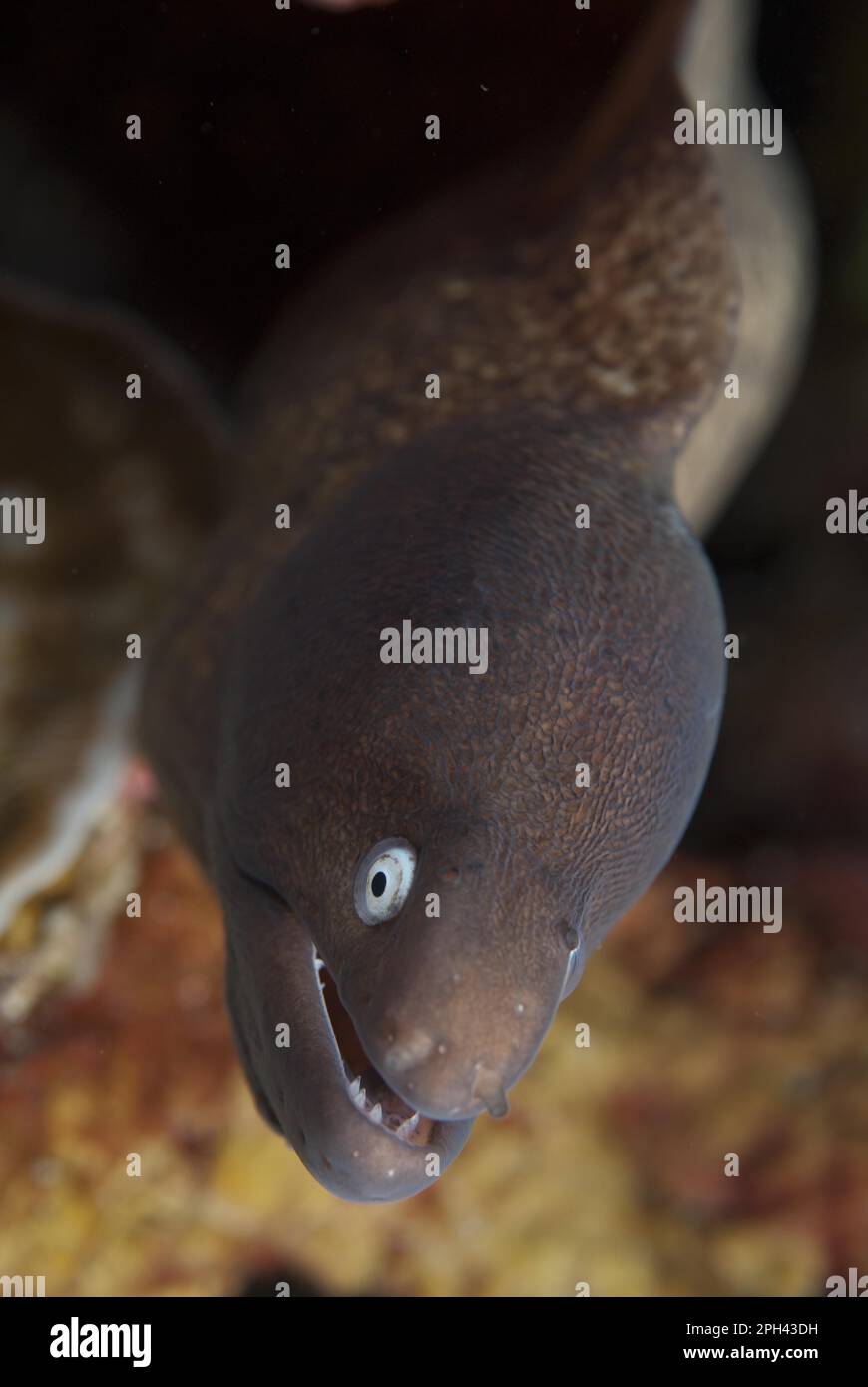 Siderea prosopeion, Gymnothorax thyrsoideus, White-eyed moray eel (Siderea thyrsoidea), white-eyed moray eel, Animals, Other animals, Fish, Moray Stock Photo