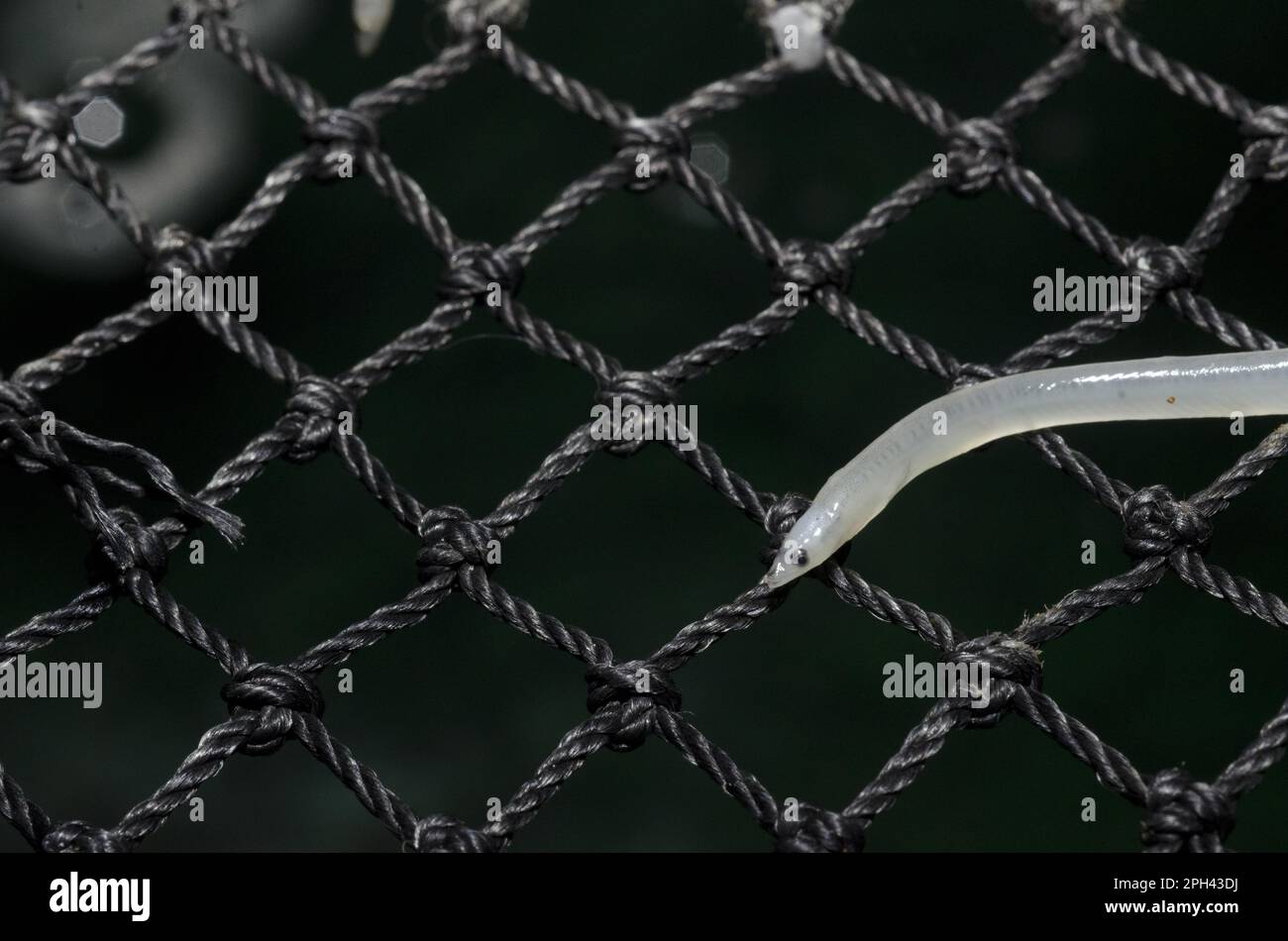 European Eel (Anguilla anguilla) young, 'glass eel' on net at captive