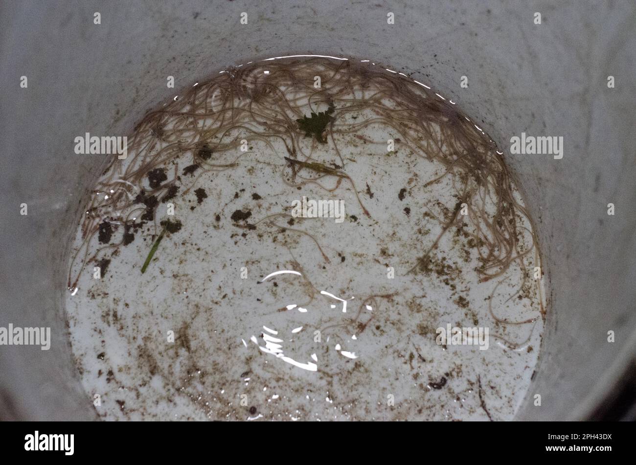 Glass eels hires stock photography and images Alamy