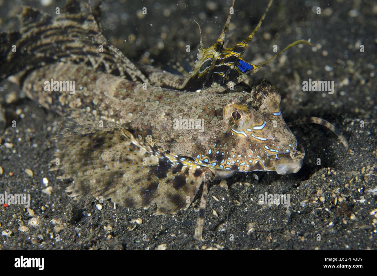 Fingered Dragonet (Dactylopus dactylopus) adult, with fins extended, resting on black sand, Lembeh Straits, Sulawesi, Greater Sunda Islands, Indonesia Stock Photo