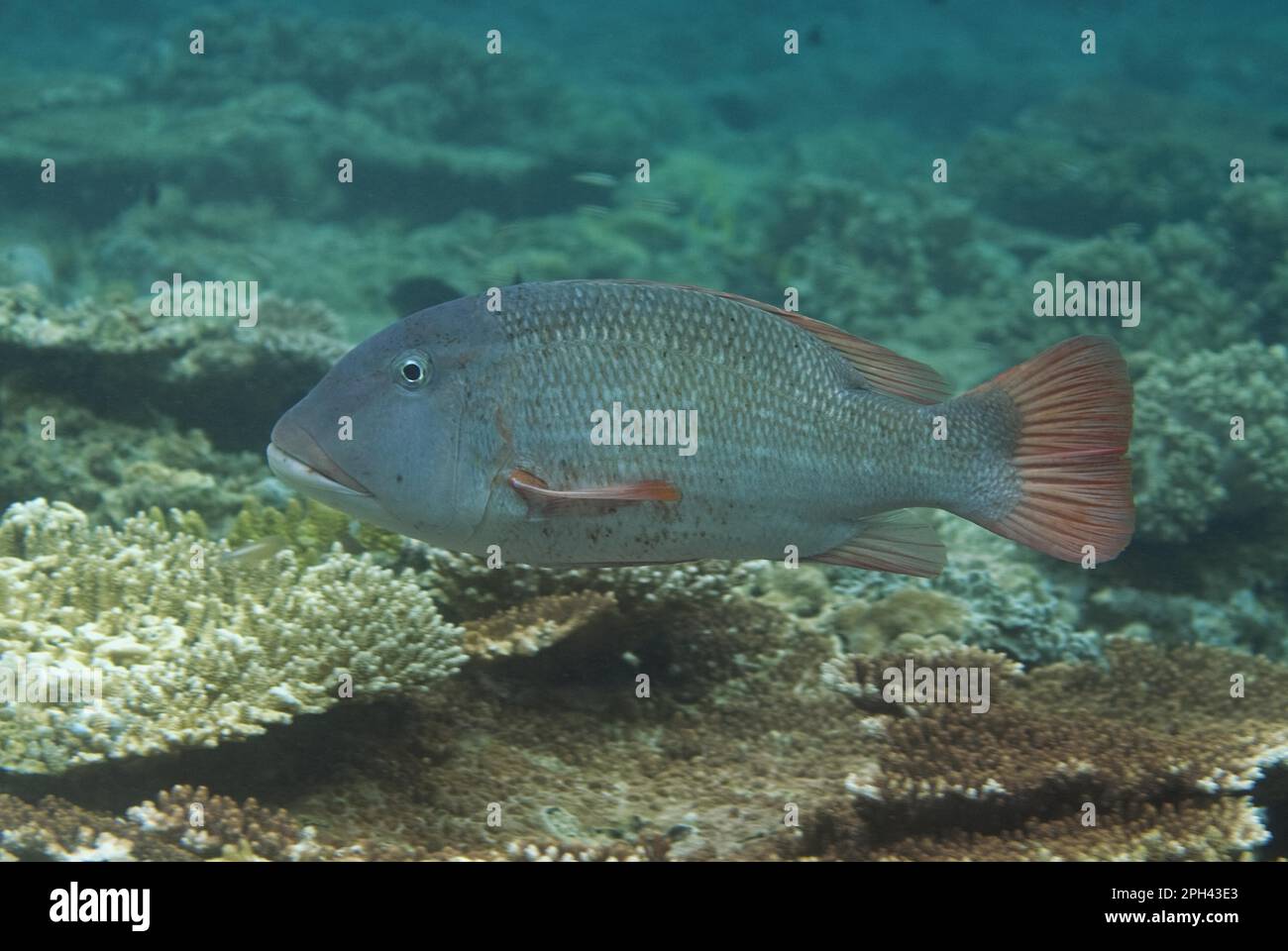 Big-headed snapper, Other animals, Fish, Perch-like, Animals, Orange-spotted emperor (Lethrinus erythracanthus) adult, swimming over reef, Sipadan Stock Photo