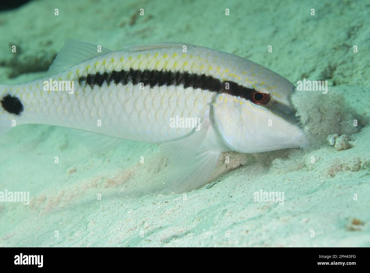 Short striped mullet, Short striped mullet, Other animals, Fishes, Perch-like, Animals, Longbarbel Goatfish (Parupeneus macronema) adult, digging in Stock Photo