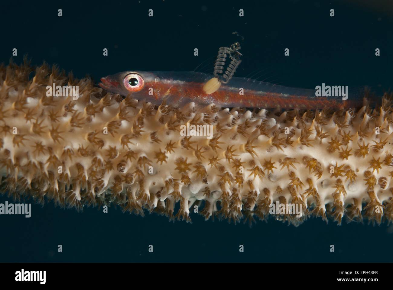 Large Whip Goby (Bryaninops amplus) adult, with female parasitic copepod with pair of egg sacs, resting on whip coral, Lembeh Straits, Sulawesi Stock Photo