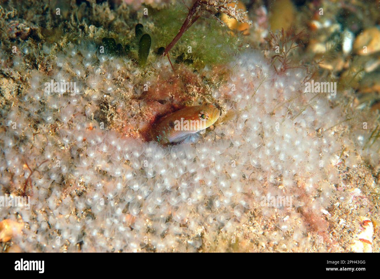 Two-spot Goby (Gobiusculus flavescens) adult, amongst Horseshoe Worms (Phoronis hippocrepia), Swanage, Dorset, England, United Kingdom Stock Photo