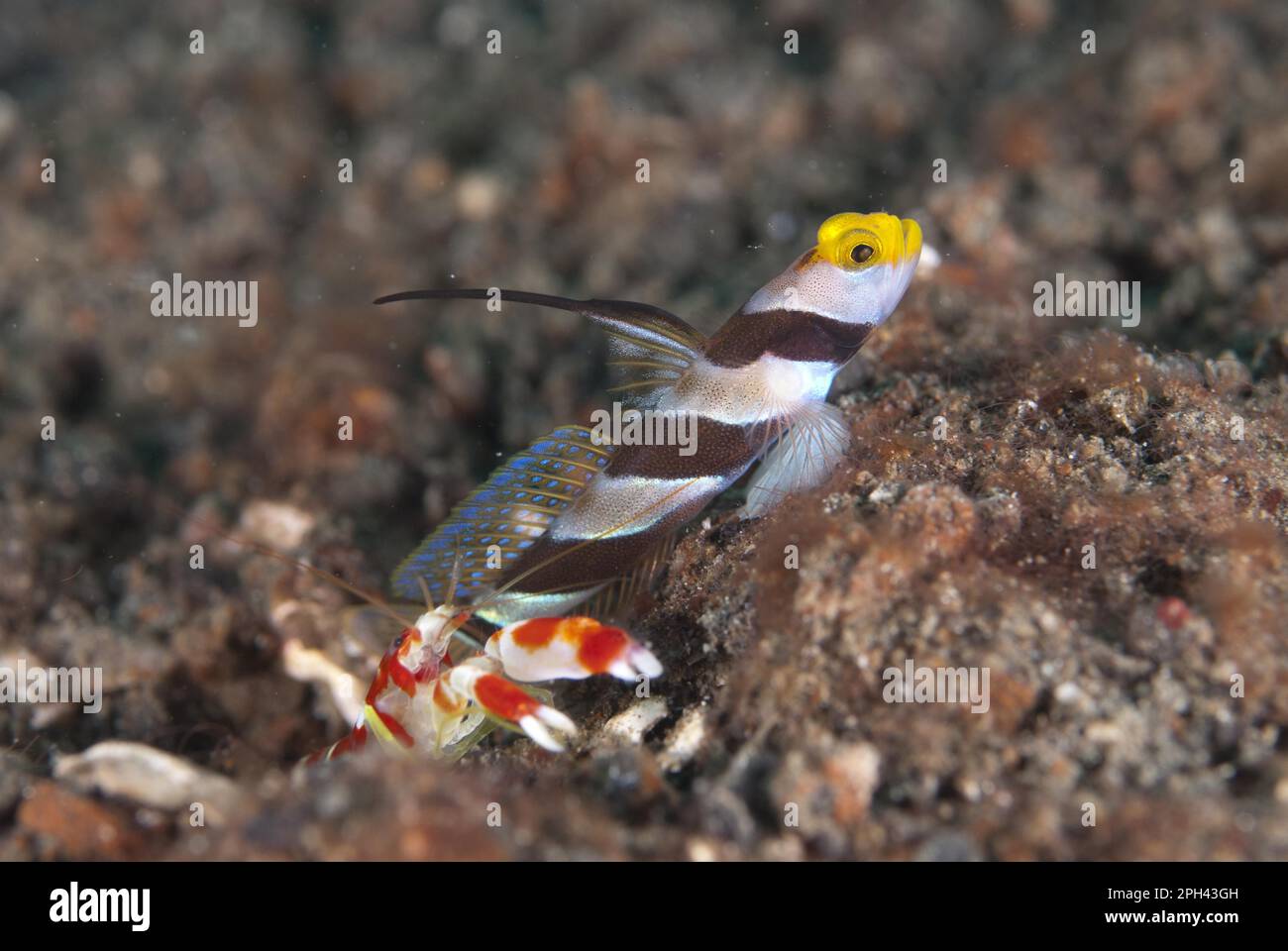 Yellownose Shrimpgoby (Stonogobiops xanthorhinica) adult, with Randall's Snapping Shrimp (Alpheus randalli) at hole entrance on black sand, Lembeh Stock Photo