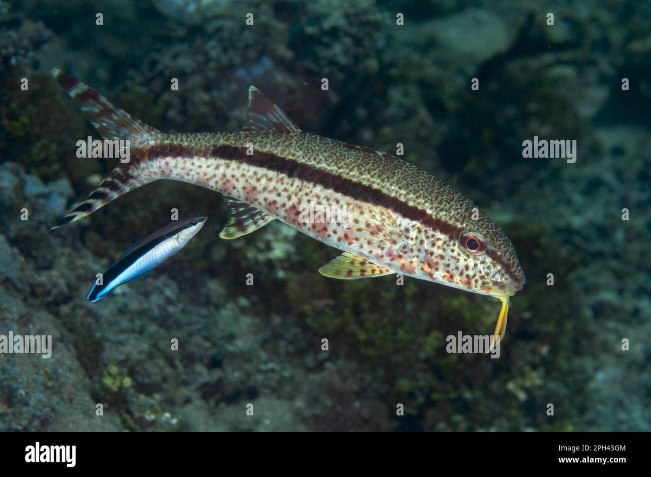 Freckled goatfish (Upeneus tragula) and bluestreak cleaner wrasse (Labroides dimidiatus) two adults, swimming, Ambon Island, Maluku Islands, Banda Stock Photo