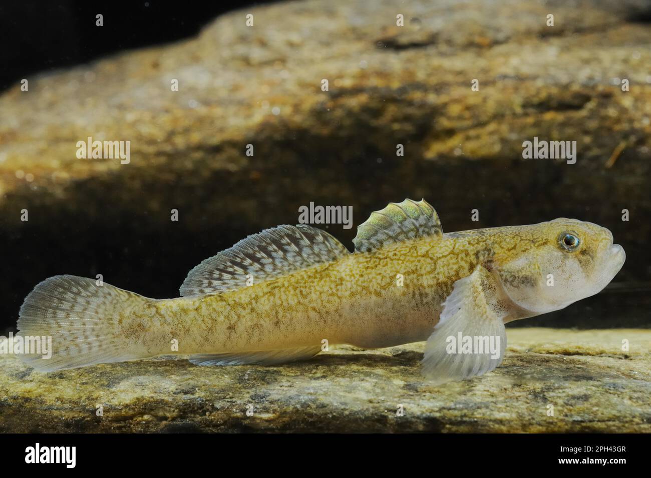 Other animals, Fish, Animals, Gobies, Common Goby (Padogobius bonelli) adult, resting on rock, Italy Stock Photo