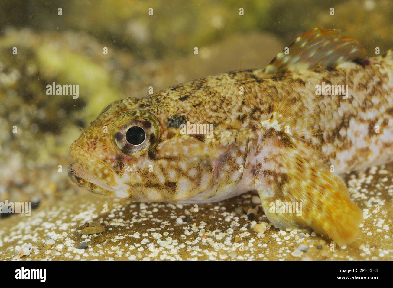 Rock Goby (Gobius paganellus) adult, close-up of head, Italy Stock Photo