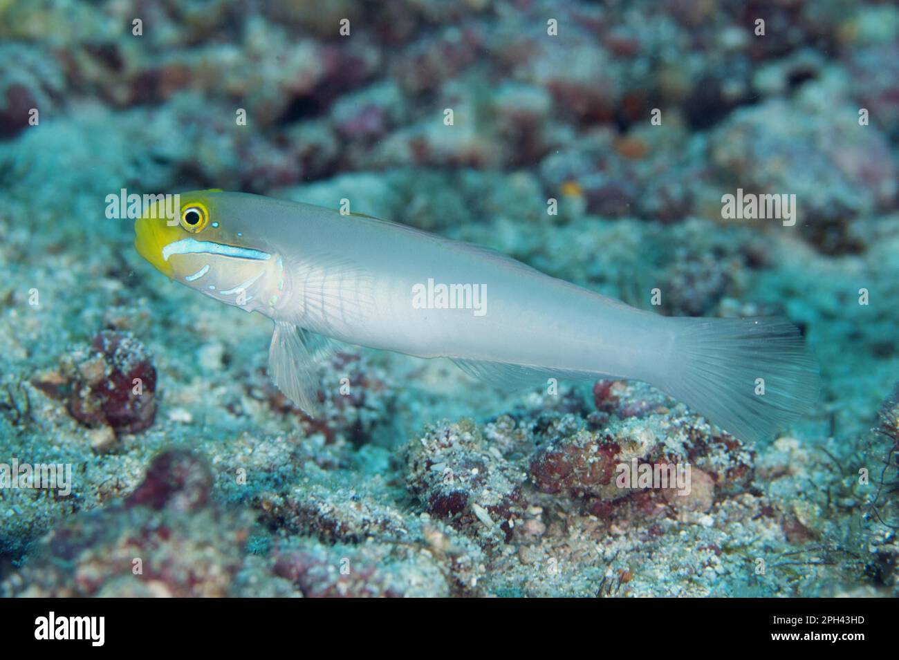 Golden-fronted Sand Goby, Golden-fronted Sleeper Goby (Valenciennea strigata), Golden-fronted Sleeper Goby, Golden-fronted Sand Goby, Golden-fronted Stock Photo