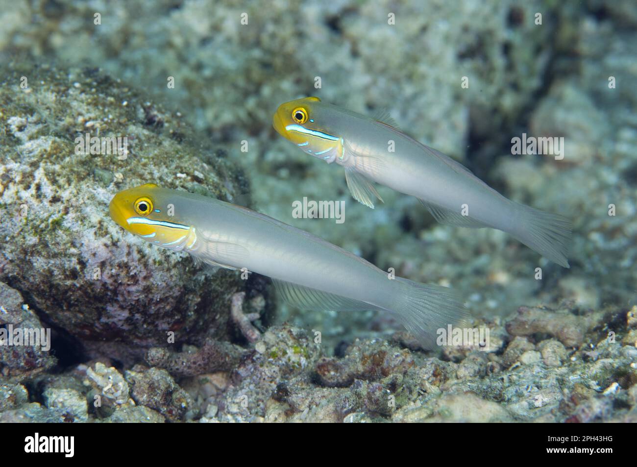 Golden-fronted Sand Goby, Golden-fronted Sleeper Goby (Valenciennea strigata), Golden-fronted Sand Goby, Golden-fronted Sleeper Goby, Other Animals Stock Photo