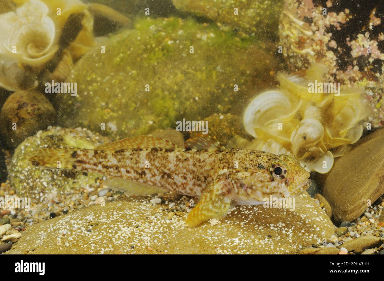Rock Goby (Gobius paganellus) adult, resting on rock, Italy Stock Photo