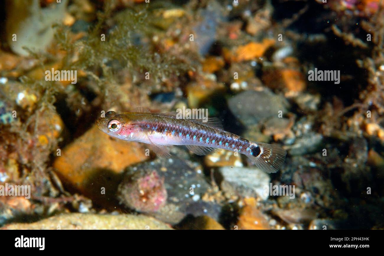 Swimming Goby, two-spotted goby (Gobiusculus flavescens), Other Animals, Fish, Animals, Gobies, Two-spot Goby adult, swimming, Dorest, England Stock Photo