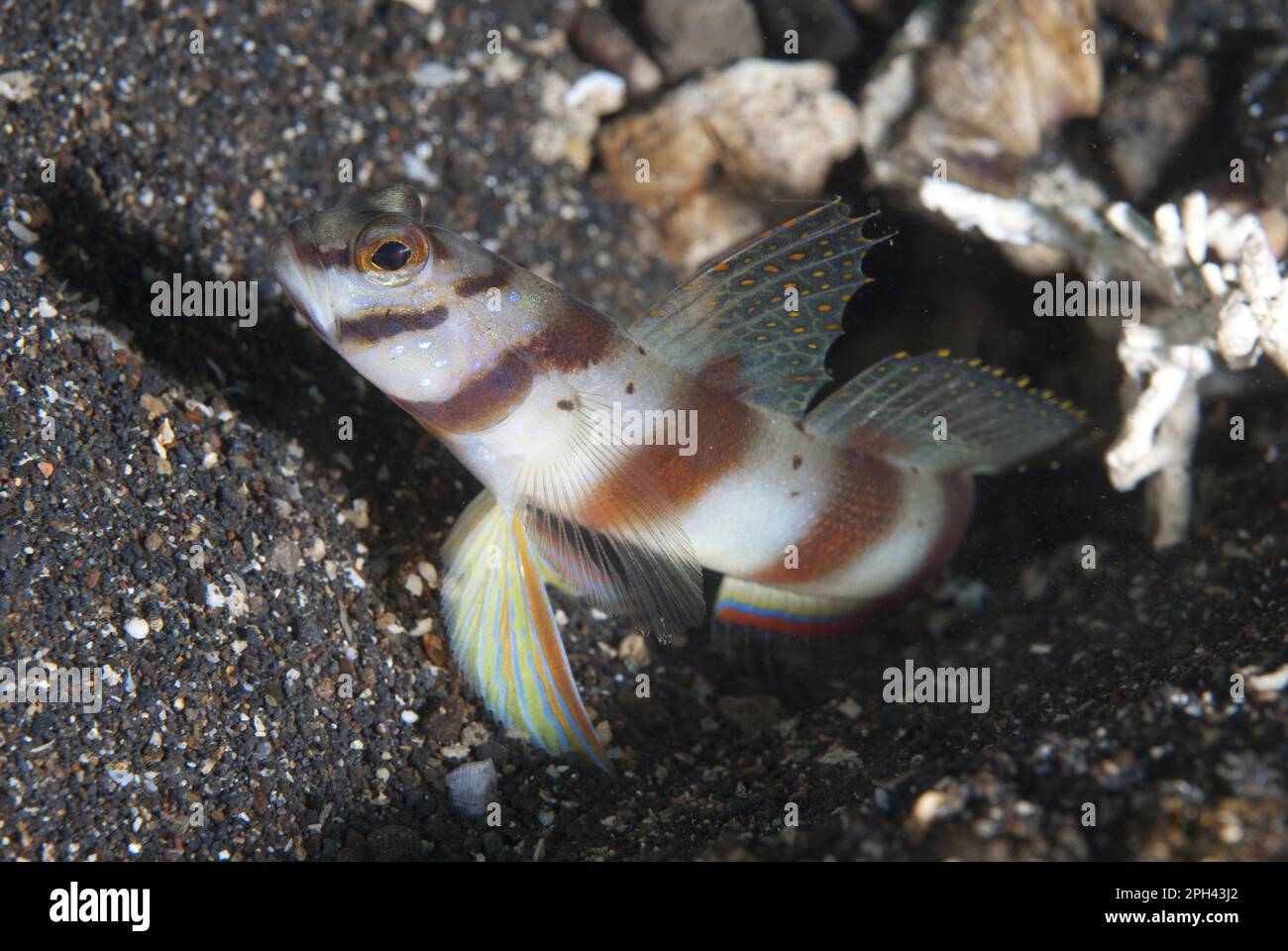 Diagonal Shrimpgoby (Amblyeleotris diagonalis) adult, at hole entrance on black sand, Lembeh Straits, Sulawesi, Sunda Islands, Indonesia Stock Photo