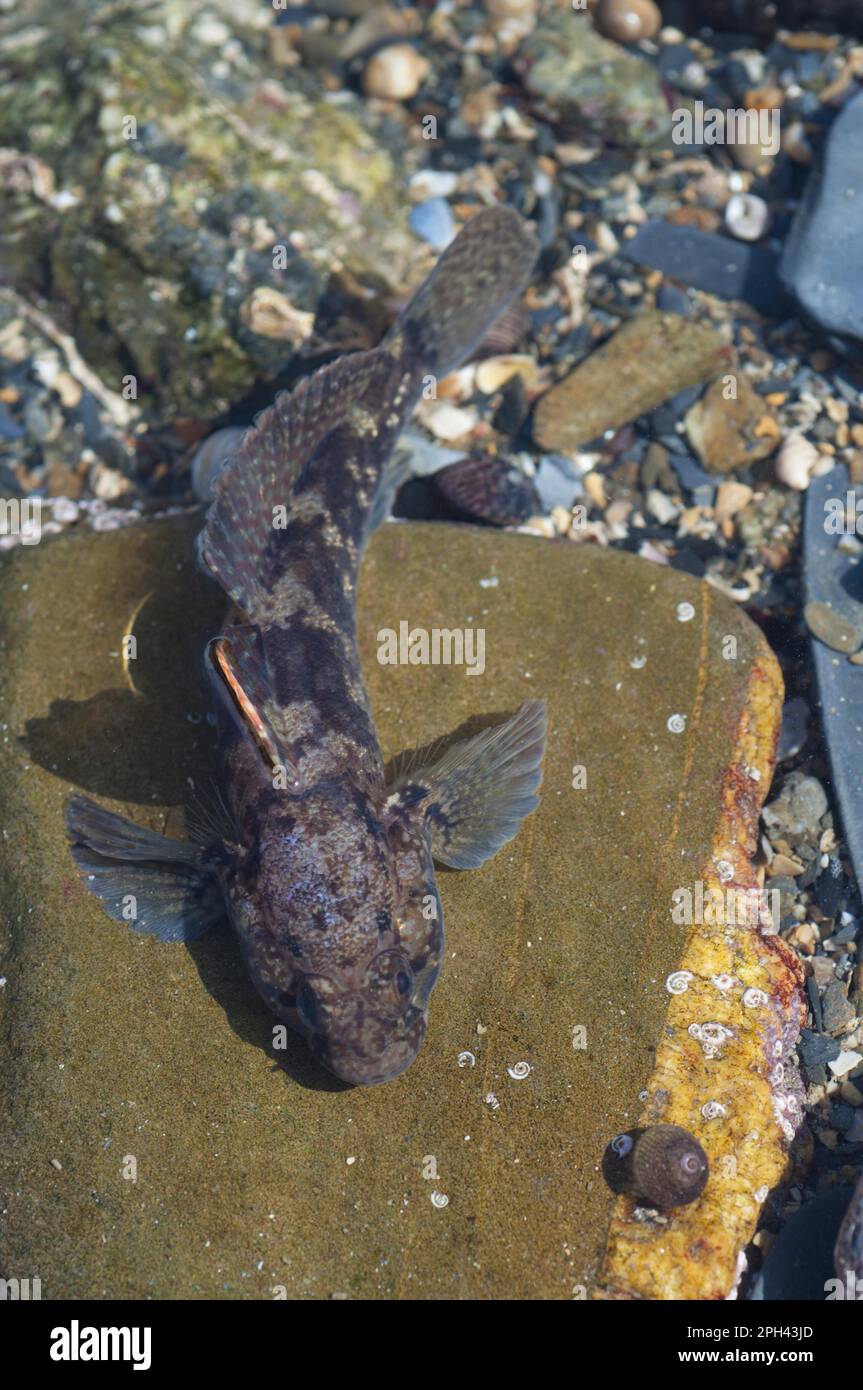 Rock Goby (Gobius paganellus) adult, in rockpool, Falmouth, Cornwall, England, United Kingdom Stock Photo
