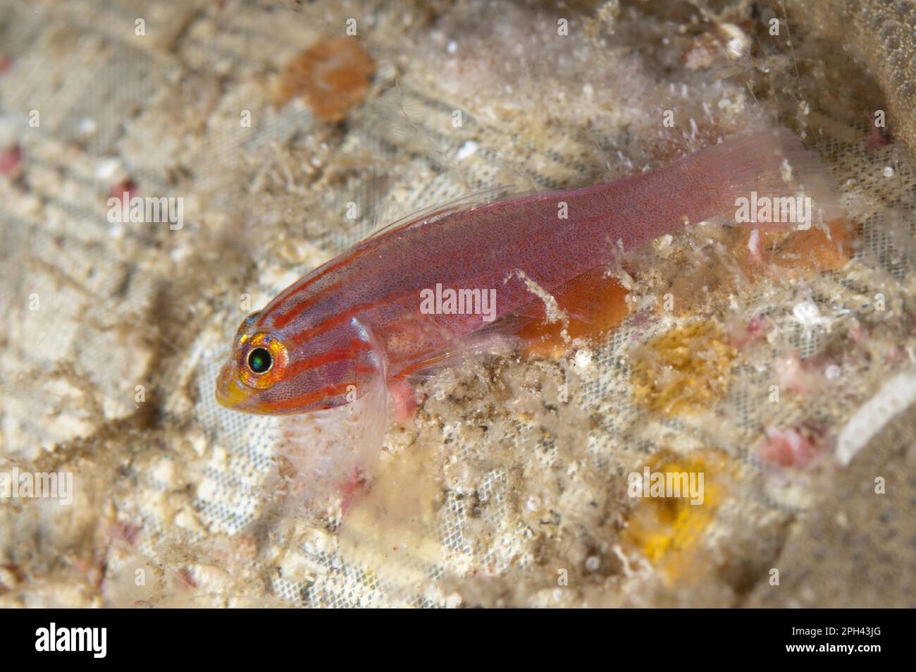 Trimma striata, Head Striped Goby, Head Striped Goby, Coral Goby, Coral Gobies, Other Animals, Fish, Animals, Gobies, Stripedhead Dwarfgoby (Trimma Stock Photo