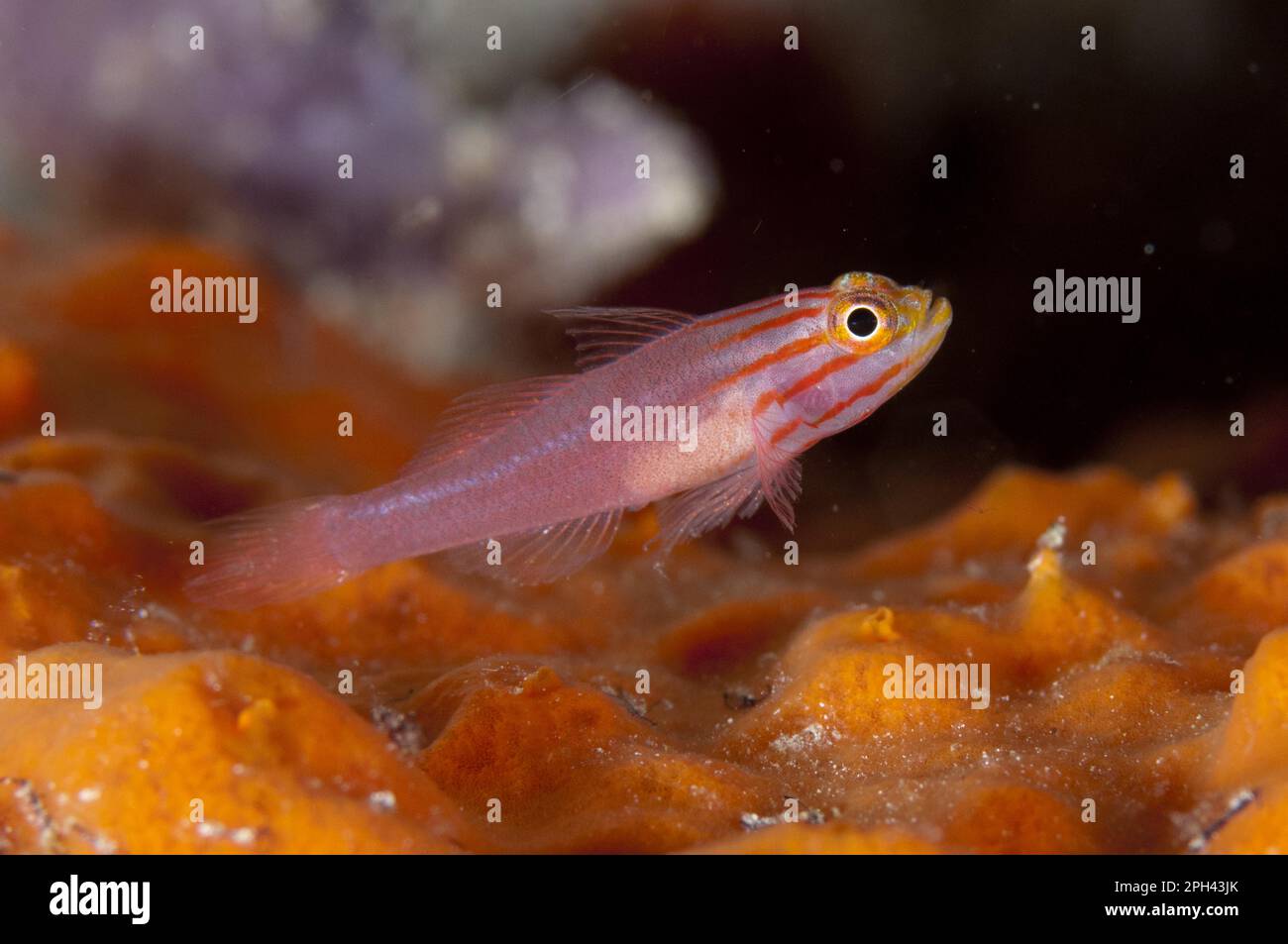 Trimma striata, Head Striped Goby, Head Striped Gobies, Coral Goby, Coral Gobies, Other Animals, Fish, Animals, Gobies, Stripedhead Dwarfgoby (Trimma Stock Photo