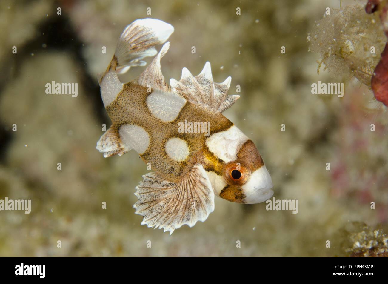 Many-spotted Sweetlips (Plectorhinchus chaetodonoides) juvenile, swimming, Rinca Island, Komodo N. P. Lesser Sunda Islands, Indonesia Stock Photo
